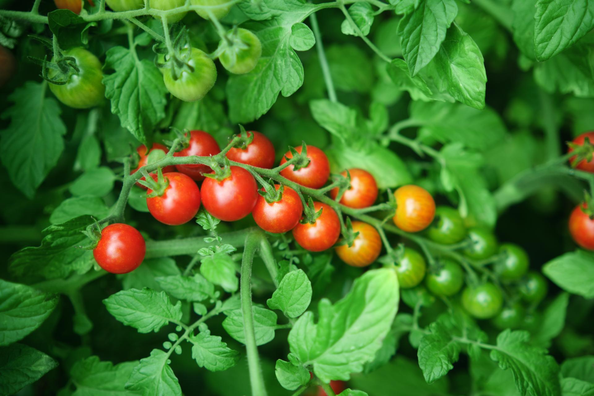 bunch-of-cherry-tomatoes-on-a-background-of-green-2025-01-29-03-34-52-utc.jpg