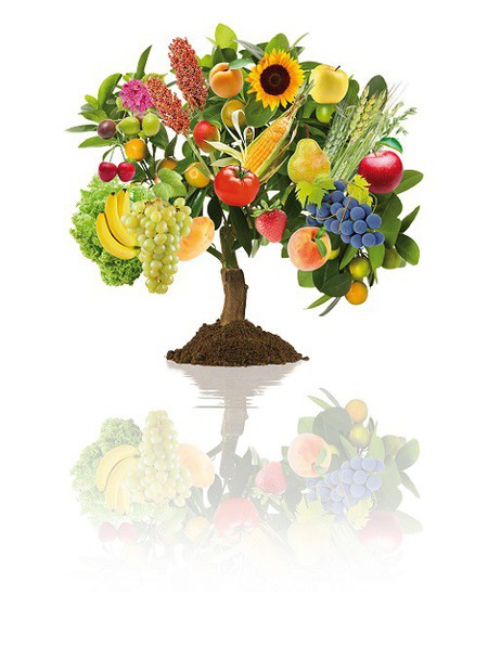 ALBERO MULTIFRUTTI.jpg